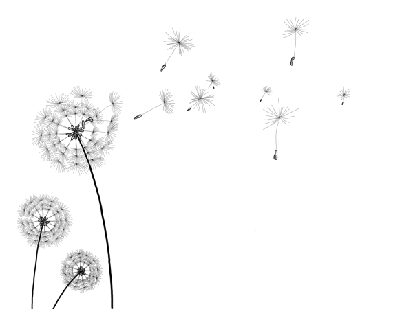 Одуванчик рисунок