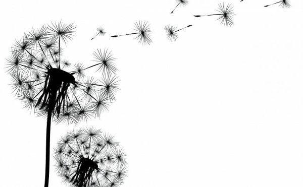 Одуванчик рисунок черно белый на прозрачном фоне