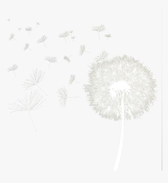 Одуванчик на белом фоне