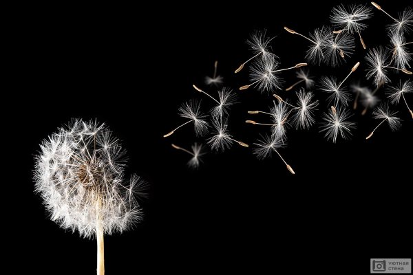 Летящие одуванчики на черном фоне