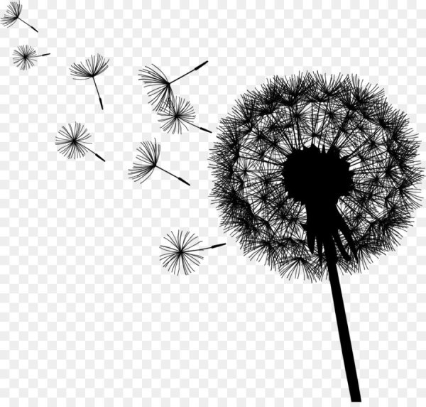 Черный одуванчик