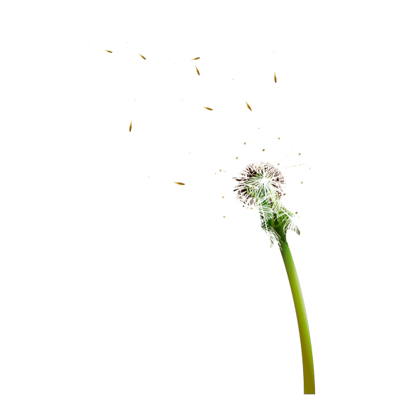 Белый одуванчик на белом фоне