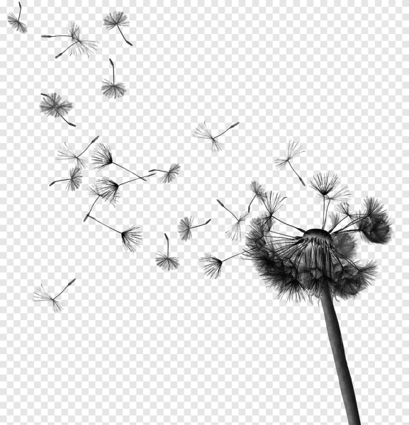 Одуванчик чб