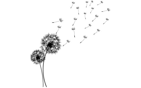 Белый одуванчик на белом фоне