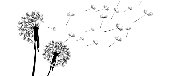 Одуванчик на белом фоне