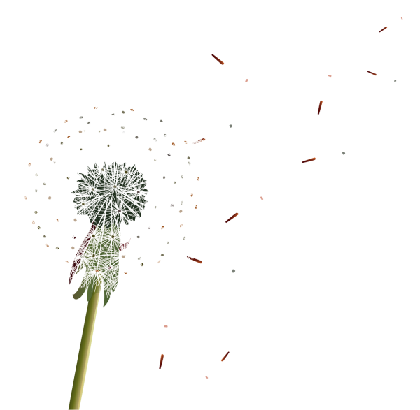 Одуванчик с прозрачным форм