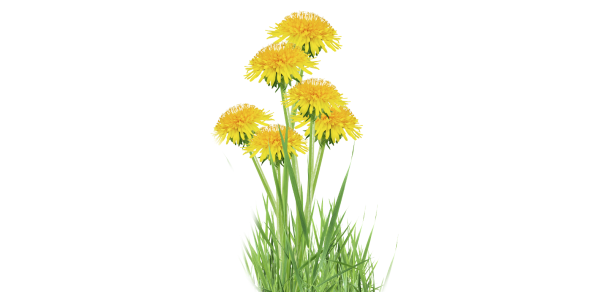 Одуванчик желтый