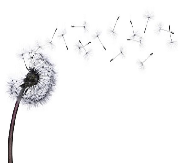 Пушинки одуванчика