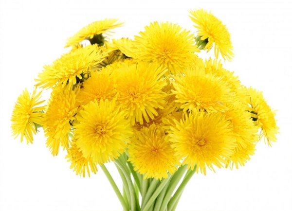 Одуванчик фото