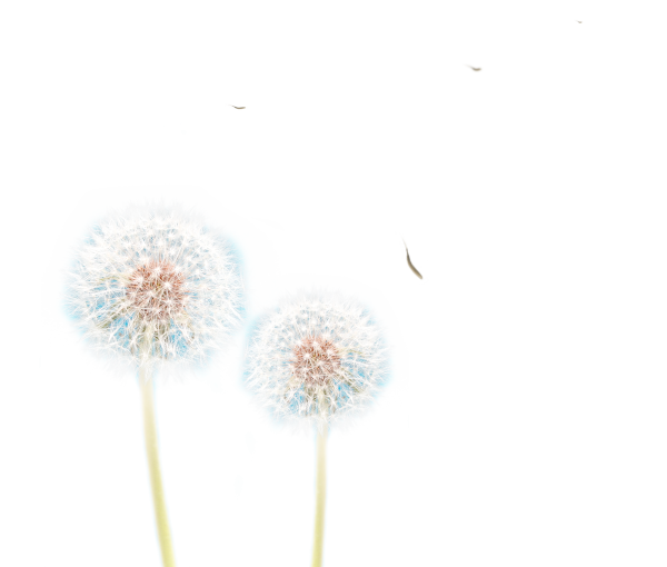 Семена одуванчика без фона