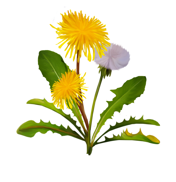 Одуванчик на белом фоне