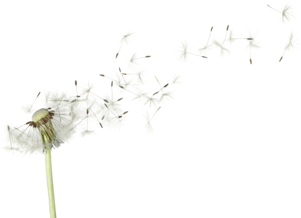 Пух одуванчика на прозрачном фоне