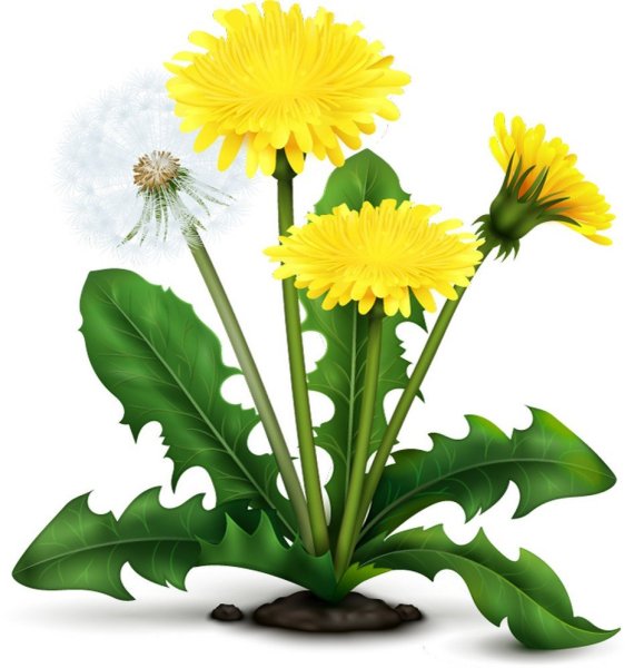 Сказочный одуванчик