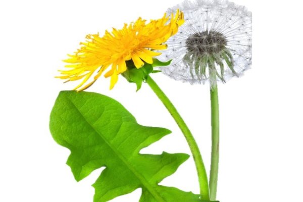 Одуванчик на белом фоне