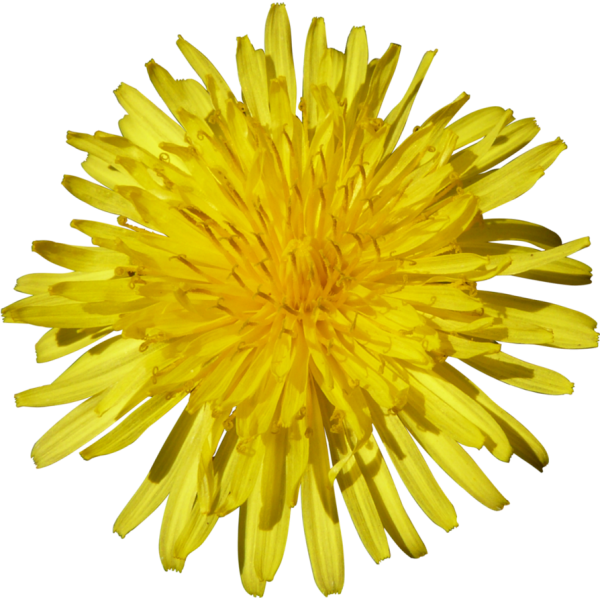 Одуванчик на прозрачном фоне
