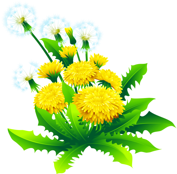 Цветок одуванчика на прозрачном фоне