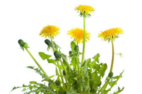 Одуванчик один в полный рост