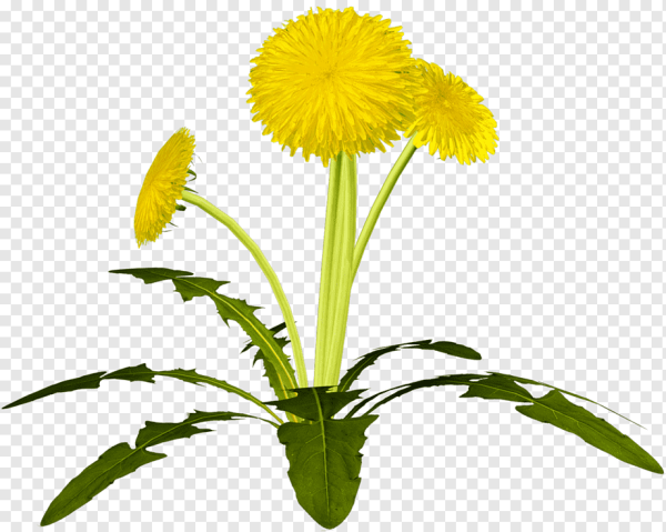 Одуванчик для детей