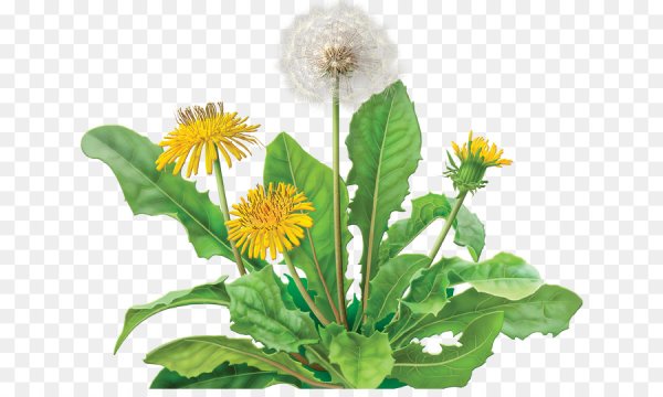 Одуванчик для детей