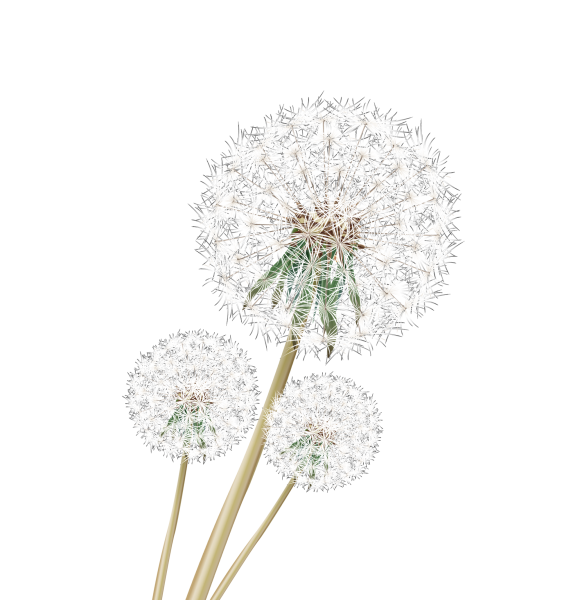 Одуванчик картинка для детей на прозрачном фоне