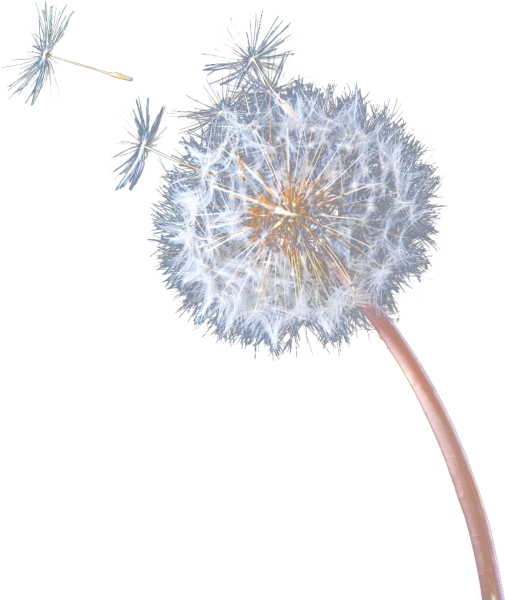 Одуванчики ПСД