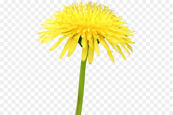 Цветок одуванчика на прозрачном фоне