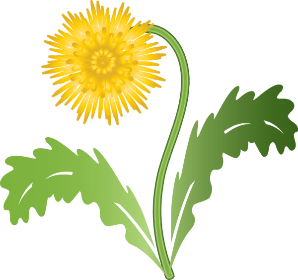 Одуванчик рисунок
