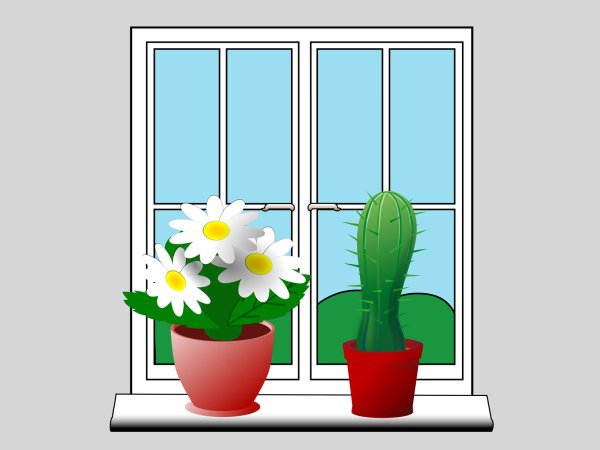 Цветы в школе на подоконнике