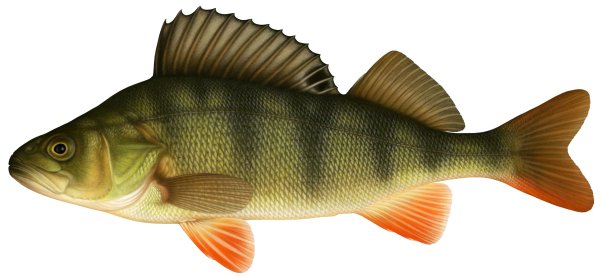 Окунь для детей