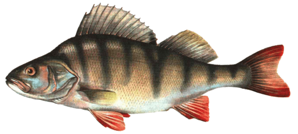 Окунь на белом фоне