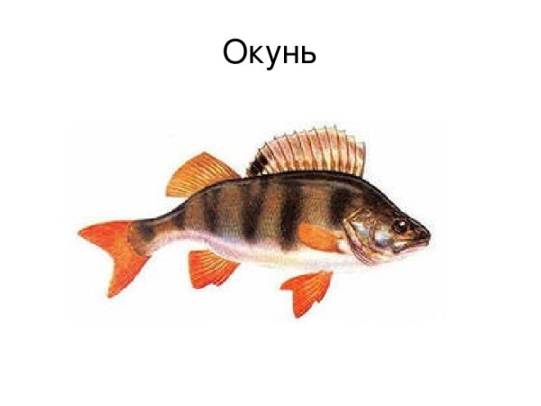 Окунь Речной на белом фоне