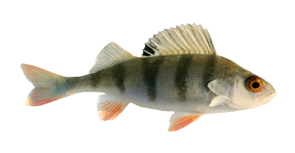 Речная рыба на белом фоне