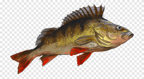 Рыба ёрш и окунь