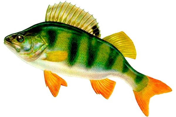 Окунь на белом фоне