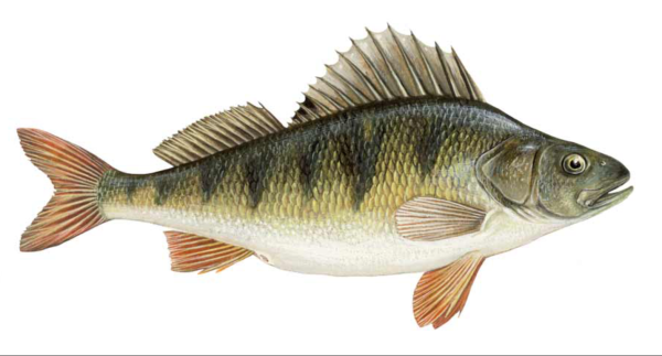 Окунь Судак Ерш