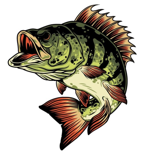 Рыба окунь вектор