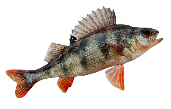 Ерш на белом фоне