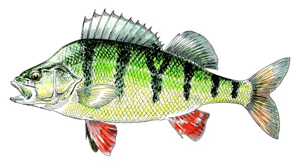 Судак рыба и окунь