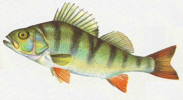 Окунеобразные Речной окунь