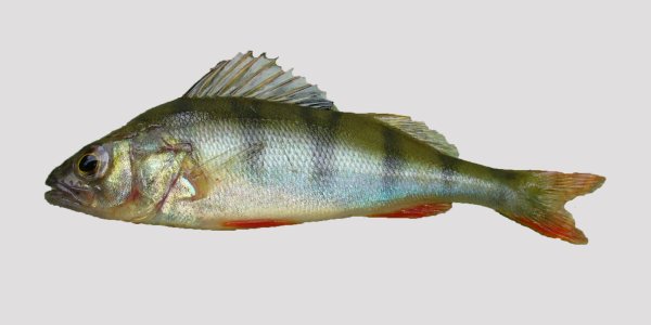 Окунь Озерный