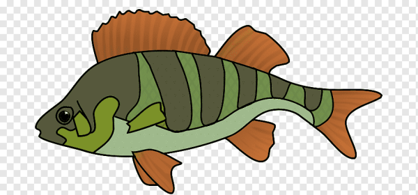 Рыба окунь рисунок