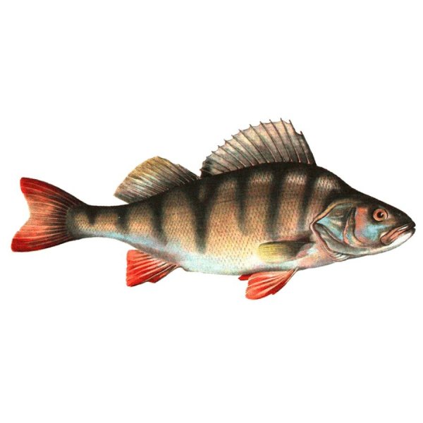 Окунь на белом фоне