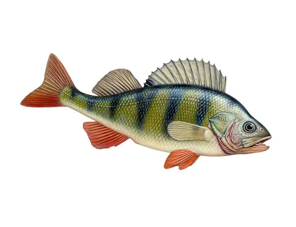 Красноперый окунь