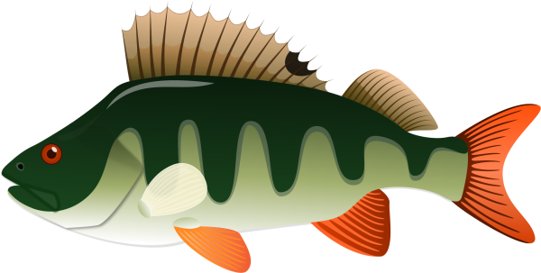 Окунь мультяшный