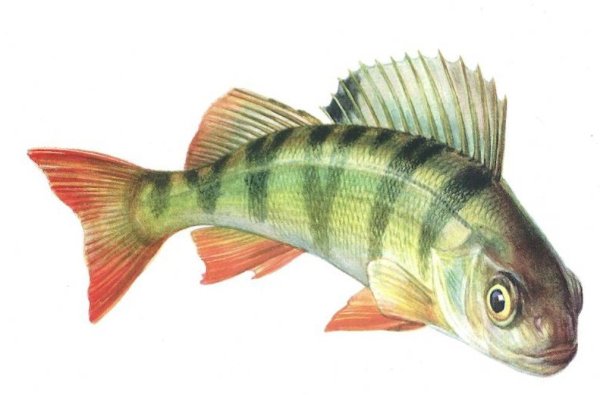 Окунь рисунок
