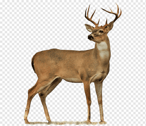 Благородный олень