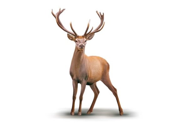 Олень на белом фоне