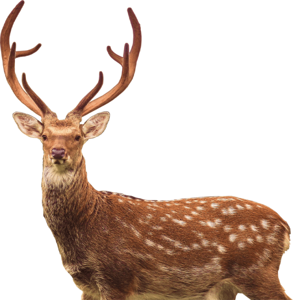 Пятнистый олень на белом фоне