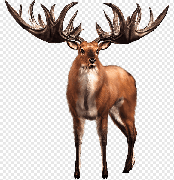 Олень на белом фоне