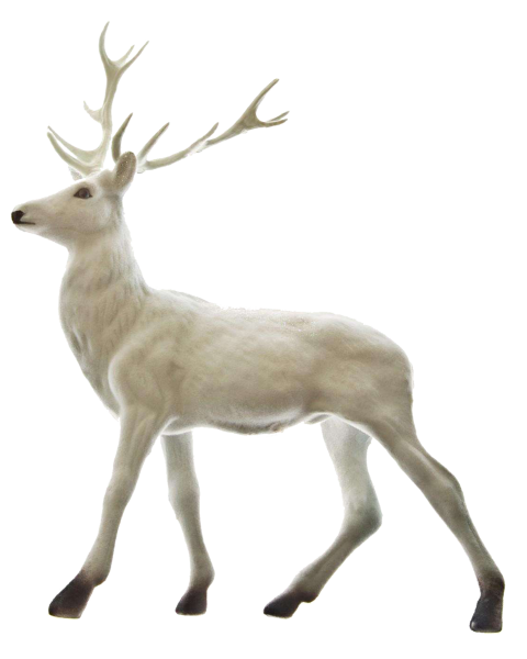 Северный олень на белом фоне